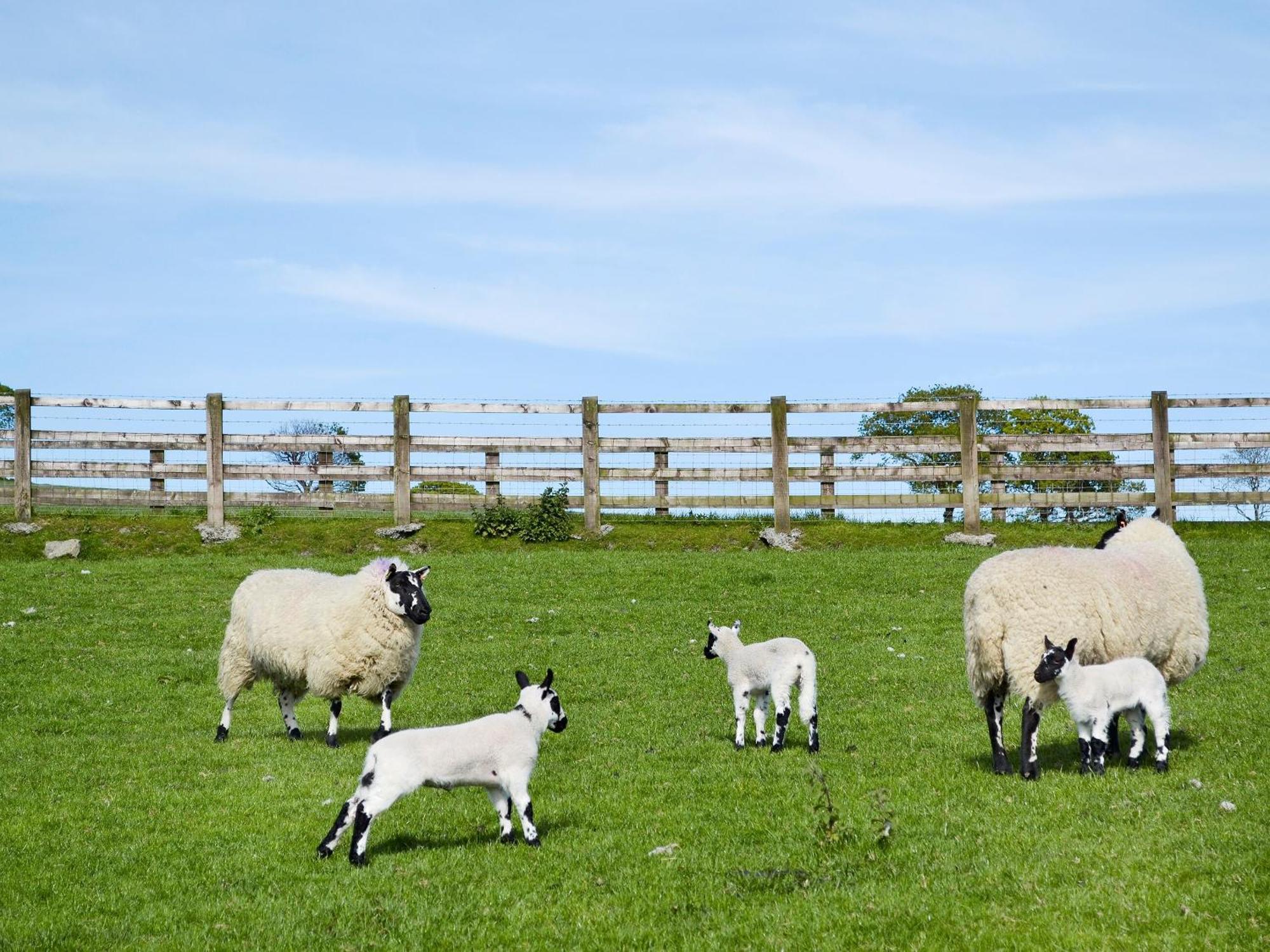 Llanwrda Maes Y Bryn Farmhouse מראה חיצוני תמונה